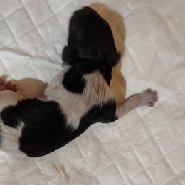 Girl 2 - Kleine Munsterlander puppy in Farmington Hills, Michigan from von den Großen Seen kennel