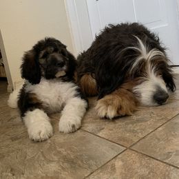 Bernedoodle Puppies from White Oak