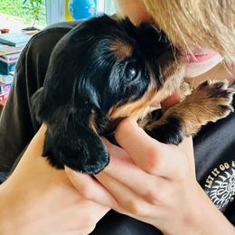 Cavalier King Charles Spaniel Puppies from Solheimar