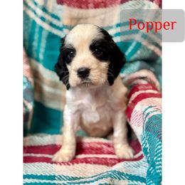 Popper - White and black male English Springer Spaniel puppy in Madison, Indiana from McCollough's Pawsome Spaniels and Danny's Delightful Dachshunds