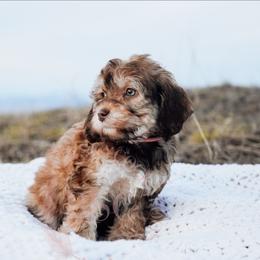 Pink collar - Sable female Cockapoo puppy in Missoula, Montana from Big Sky Cockapoos