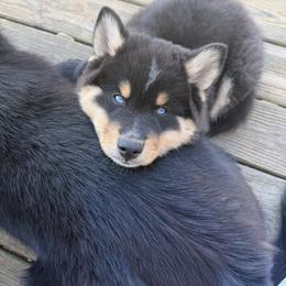 Arnie - Tri-color male Pomsky puppy in La Vergne, Tennessee from Atencio Pomsky