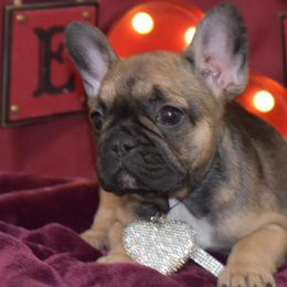 French Bulldogs from Big Creek Kennels