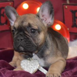 French Bulldogs from Big Creek Kennels