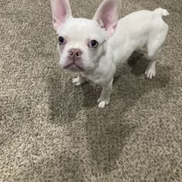 Sebastian - White French Bulldog puppy in Kansas City, Missouri from Feuer Frenchies