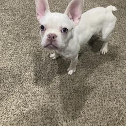 Sebastian - White French Bulldog puppy in Kansas City, Missouri from Feuer Frenchies
