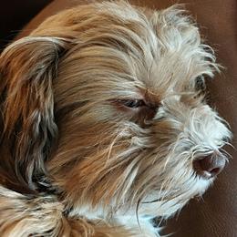 Freya - Havanese