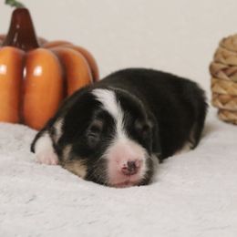 Acorn (Fluffy) - Black and tan male American Corgi puppy in Fayetteville, Arkansas from Intergalactic Corgis