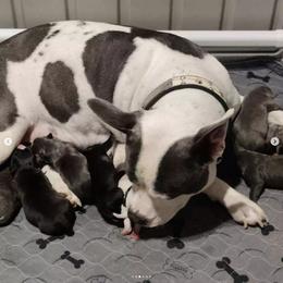American Bully Puppies from Superstes Guard