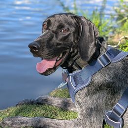 German Shorthaired Pointer puppies from Owl Ranch GSP
