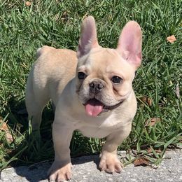 French Bulldogs from IB Kennels