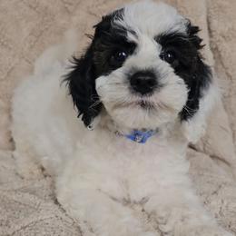 Blue Boy - Black and white male Cavapoo puppy in Bedford, Pennsylvania from Brooke Carlson