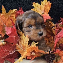 Harvest - Sable female Goldendoodle puppy in Norton, Ohio from Keepsake Doodles