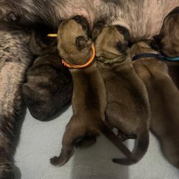Yellow Collar - Brindle male Mastiff puppy in Lincolnton, North Carolina from Little Mountain Mastiffs