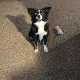 Chevy - Toy Australian Shepherd