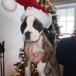 Boxer Puppies from Reynolds Homestead Boxers