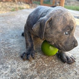 Apple Tree - Gray brindle male Cane Corso puppy in Elk Grove, California from DiamondBabyCorso