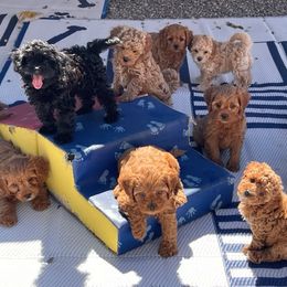 Cavapoo and Poodle Puppies from Browns Babies