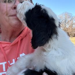 Boy 4 red collar - Black and white male Sheepadoodle puppy in Eleva, Wisconsin from Molly’s Doodles