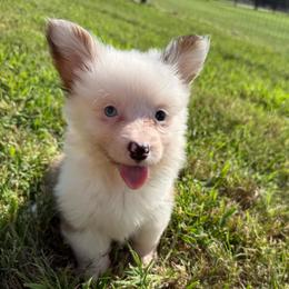 Fairy - Sable female Pembroke Welsh Corgi puppy in Decatur, Texas from Bar S Corgis