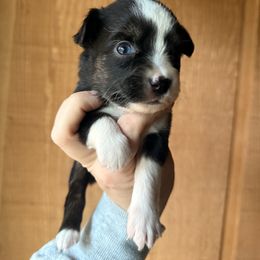 Pie - Black tri female Miniature Australian Shepherd puppy in Buchanan, Georgia from Stanleyville Farm Mini Aussies