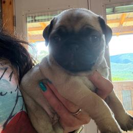 Alice - Fawn female Pug puppy in Milam, West Virginia from Vaubel Country Pugs