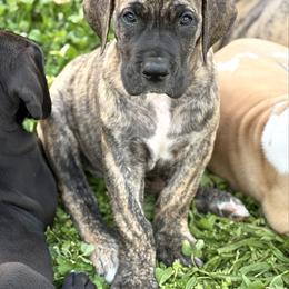 Brindle Male - Brindle male Great Dane puppy in Scottsburg, Virginia from Virginia Great Danes