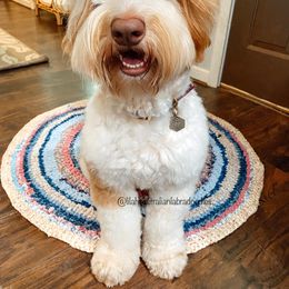 Australian Labradoodle All Grown Up from Lilah Australian Labradoodles