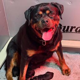 Star - Black and mahogany female Rottweiler puppy in Bartonsville, Pennsylvania from Karol's Rottweilers