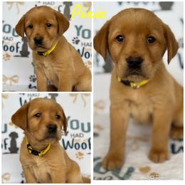 4th pick open  (picks are done at pick up time) - Yellow female Labrador Retriever puppy in Hartly, Delaware from Triple Threat Labradors