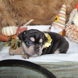 Bulldog and French Bulldog Puppies from Over the Mhoon Bullies & Royal Frenchies