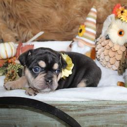 Bulldog and French Bulldog Puppies from Over the Mhoon Bullies & Royal Frenchies