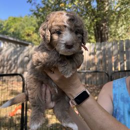 Jasper - Red merle male Aussiedoodle puppy in Grand Haven, Michigan from Happy Hippy Doodles