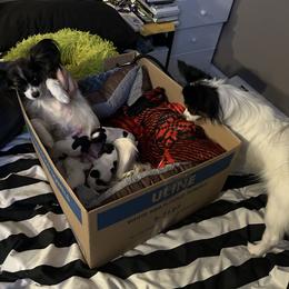 Papillon Puppies from ANTON KOTLJAROV