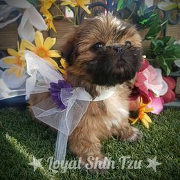 Shih Tzu Puppies from Loyal Shih Tzu