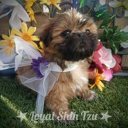 Shih Tzu Puppies from Loyal Shih Tzu