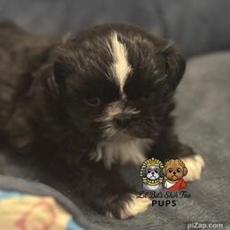 Nile - Black and white male Shih Tzu puppy in Walkertown, North Carolina from Lil’ Bit’s Shih Tzu