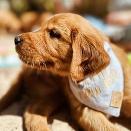 Golden Retriever Puppies from Golden Wiggle Retrievers
