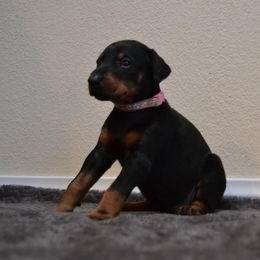 Doberman Pinscher Puppies from Obsidian Kennels