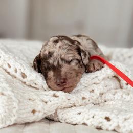 Mochi - Chocolate merle female Bernedoodle puppy in Maricopa, Arizona from Desert Ridge Doodles