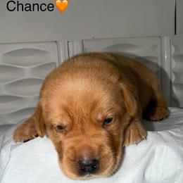 Chance Orange Collar - Yellow male Labrador Retriever puppy in Elloree, South Carolina from Moonlight Kennels LLC