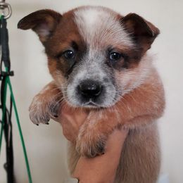 Half masked and patch red - Red speckled male Australian Cattle Dog puppy in Lenoir, North Carolina from Blue Coyote Ranch