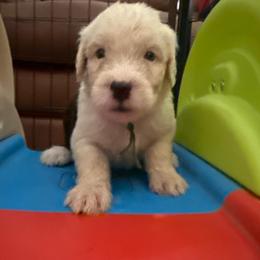 Green - Gray and white male Old English Sheepdog puppy in Iowa from Midwest Puppy Paws
