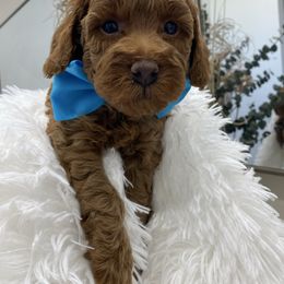 Male 1 - Red  male Poodle puppy in San Benito, Texas from Irene's Toy Poodles