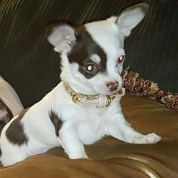 Chihuahua Puppies from Jersey’s Tiny Tails Chihuahuas
