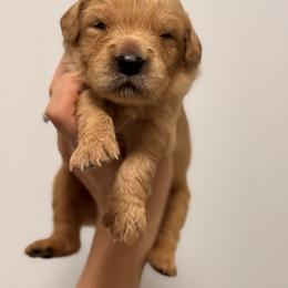 Boy 2 - Dark golden male Golden Retriever puppy in Lake Stevens, Washington from Sound Golden Retrievers
