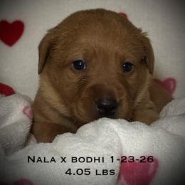 Male 5th pick CO - Yellow male Labrador Retriever puppy in Portland, Tennessee from Whiskey Ridge Retrievers