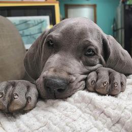 Great Dane Puppies from Dana's Danes
