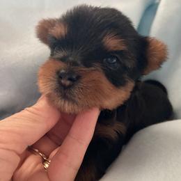 Woody - Blue and gold male Yorkshire Terrier puppy in Brooksville, Florida from York Girl’s Pups