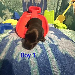 Hendrix - Black male Morkie puppy in Dighton, Massachusetts from Massachusetts Morkies